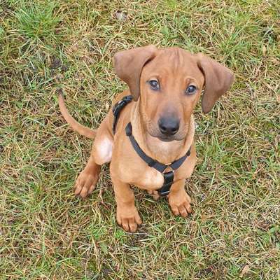 Rhodesian Ridgeback-Beitrag-Bild