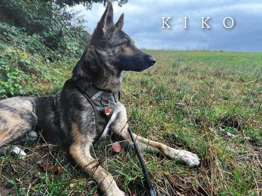 Hundetreffen-Kiko sucht Kumpel*ine-Bild