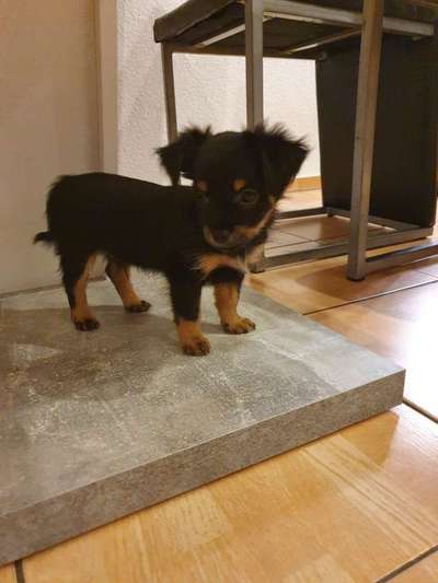 Welpen Bilder !-Beitrag-Bild