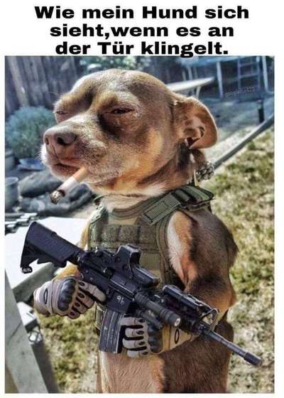 Hunde Memes-Beitrag-Bild