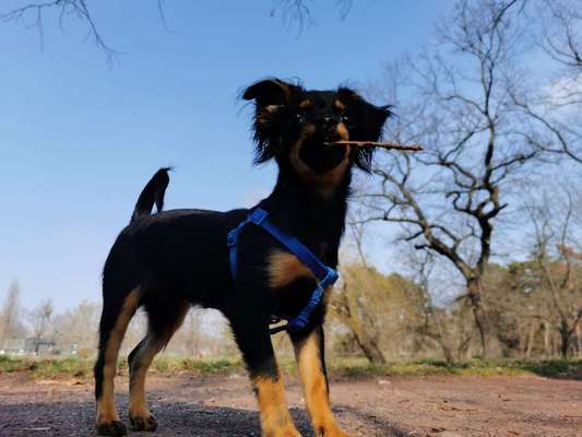 Challenge 23 : "  Euer Hund beim Frühlingserwachen "-Beitrag-Bild