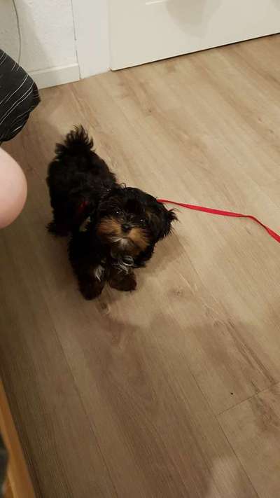 Welpen Bilder !-Beitrag-Bild