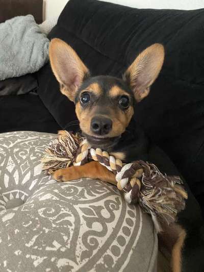 Dein Hund im Dogorama-Kalender 2021-Beitrag-Bild