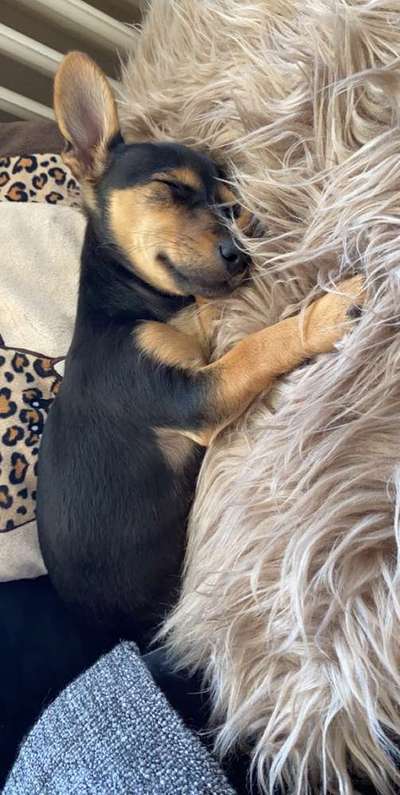 Dein Hund im Dogorama-Kalender 2021-Beitrag-Bild