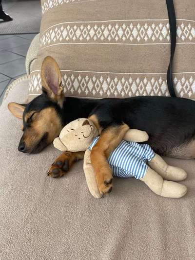 Dein Hund im Dogorama-Kalender 2021-Beitrag-Bild