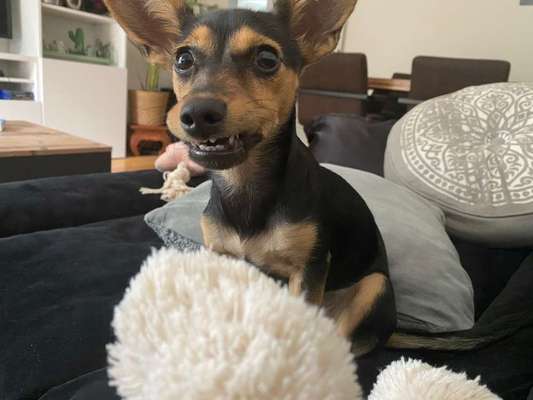 Dein Hund im Dogorama-Kalender 2021-Beitrag-Bild