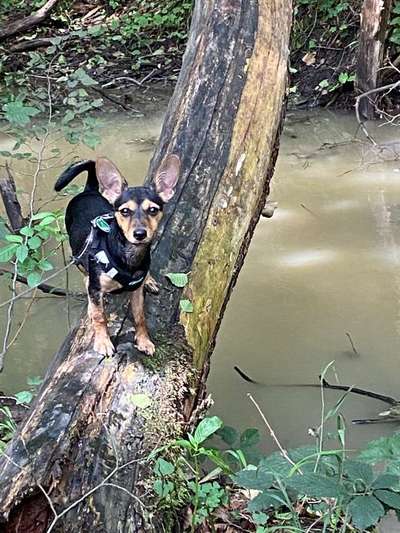 Dein Hund im Dogorama-Kalender 2021-Beitrag-Bild