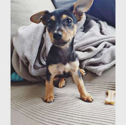 Dein Hund im Dogorama-Kalender 2021-Beitrag-Bild