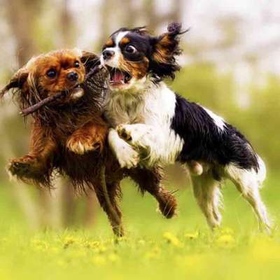 Hundetreffen-Kleine Junghunde Gassi und Spiel-Runde-Bild