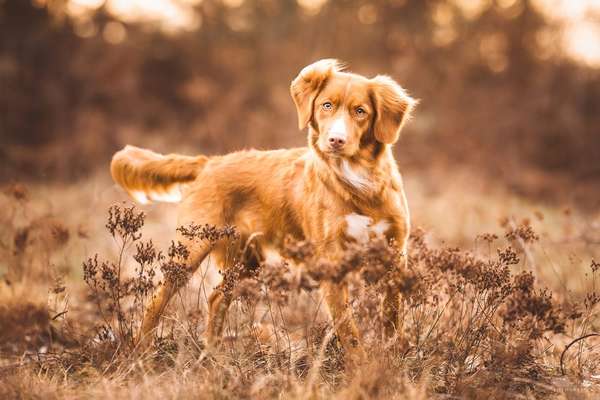 Nova Scotia Duck Tolling Retriever-Beitrag-Bild