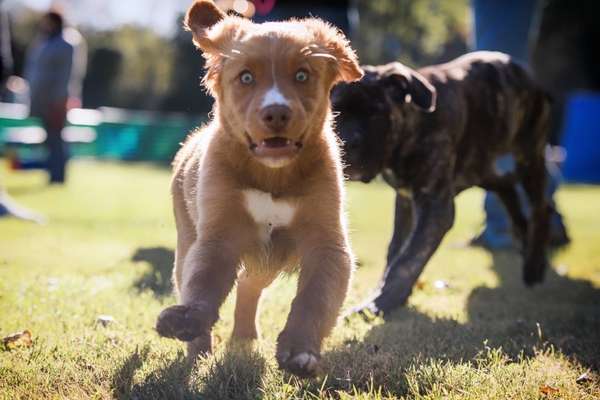 Zeige das lustigste Bild eures Hundis-Beitrag-Bild