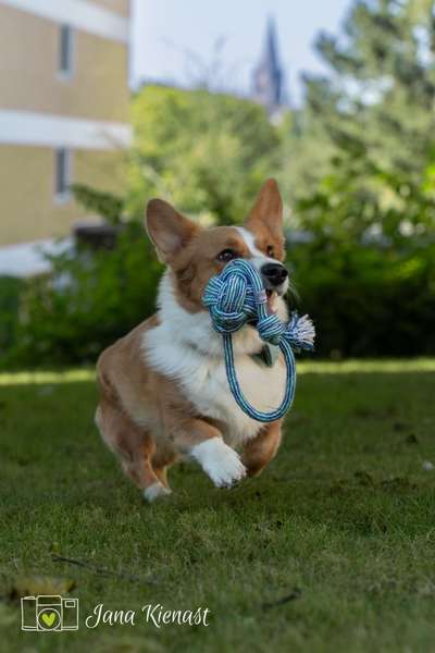 Corgis und ihre persönlichen Hofangestellten-Beitrag-Bild
