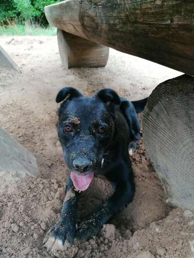 Dogorama Photo Challenge - Der Frühling kommt-Beitrag-Bild