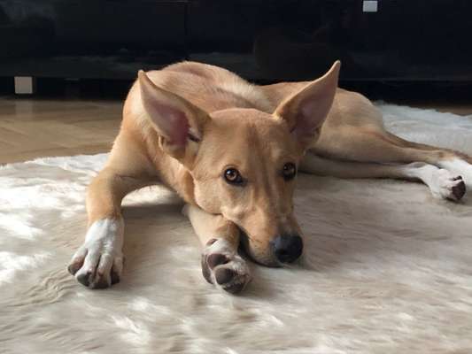 Die Dogorama Kalender Challenge Teil 1/4-Beitrag-Bild