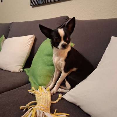 aktuelles Foto Gruppe die Mini Wauzis💕☆ 🐕 alle Rassen bis max. 6kg