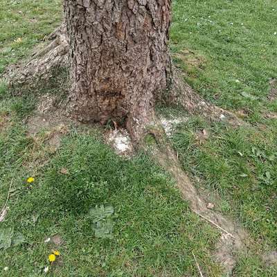 Giftköder-Eventuell Giftköder-Bild