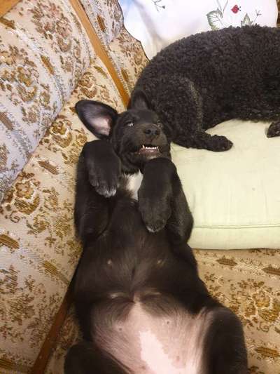 Welpen Bilder !-Beitrag-Bild