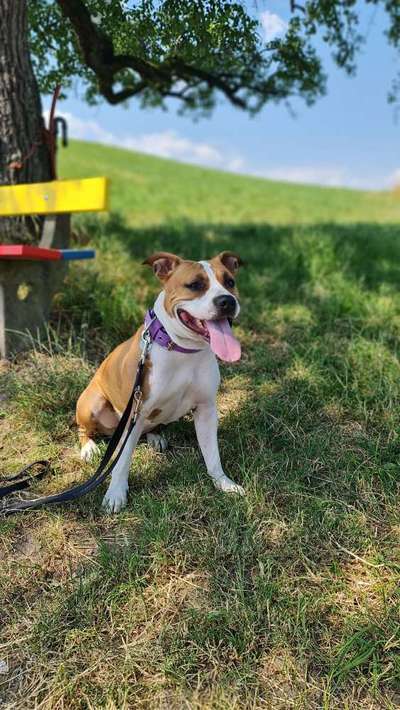 Geschwister Gesucht von Wildamstaff Swiss Kennel FCI,  Wurf Datum 29.06.2021-Beitrag-Bild