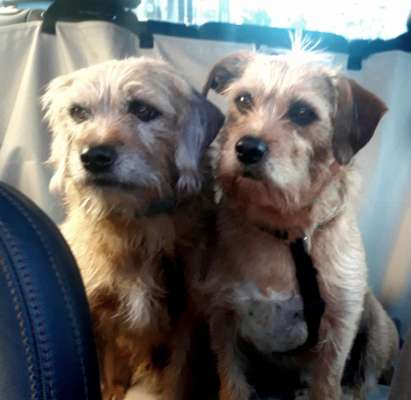 Hallo an alle Border Terrier!-Beitrag-Bild