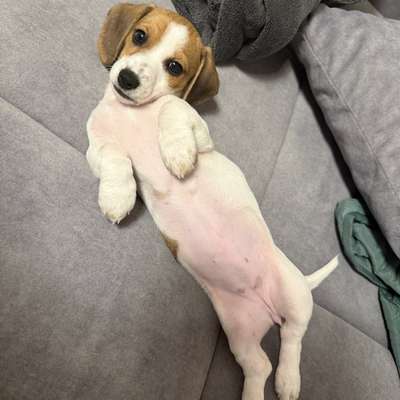 Hundetreffen-Welpentreffen in Straubing-Bild