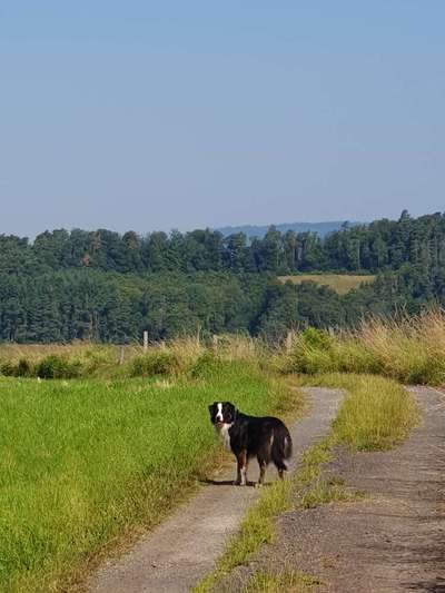 Hundetreffen-Hundetreffen Nähe Rotenburg an der Fulda-Bild