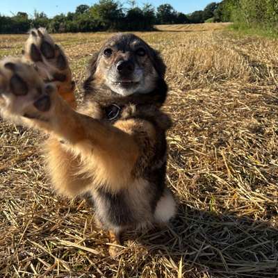 Hundetreffen-Spiel/Gassigefährten-Bild