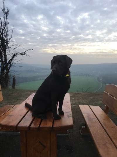 Zeigt her eure Labbis!-Beitrag-Bild