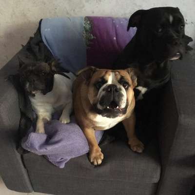 Hundetreffen-Enkeim-Profilbild