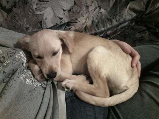 Welpen Bilder !-Beitrag-Bild