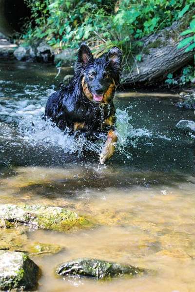Dein Hund im Dogorama-Kalender 2021-Beitrag-Bild