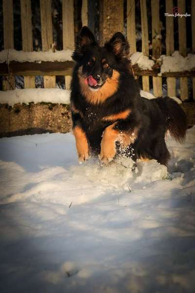 Dogorama Photo Challenge - Winterstimmung-Beitrag-Bild
