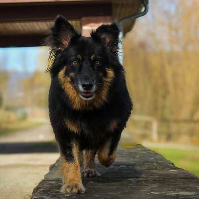 Hundetreffen-Gemeinsames Gassi gehen🐾-Bild