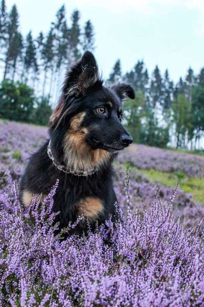 Dein Hund im Dogorama-Kalender 2021-Beitrag-Bild