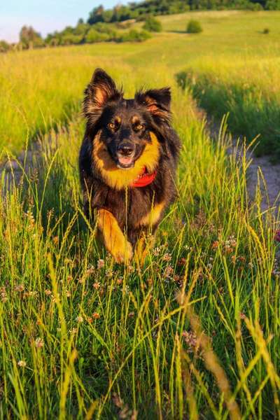 Dein Hund im Dogorama-Kalender 2021-Beitrag-Bild