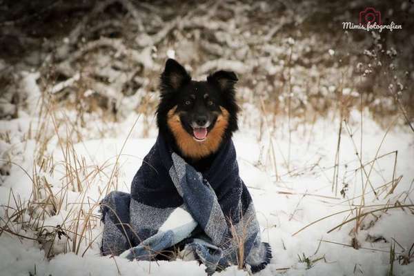 Black dogs are beautiful-Beitrag-Bild