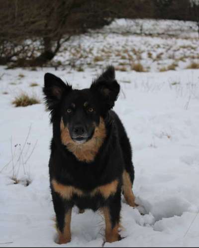 Dein Hund im Dogorama-Kalender 2021-Beitrag-Bild