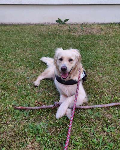 Wo sind die Golden Retriever Liebhaber?-Beitrag-Bild