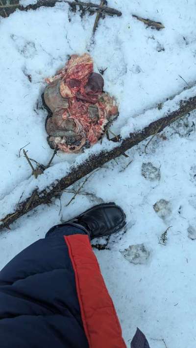 Giftköder-Wildschweininnereien Oberreichenbach-Bild