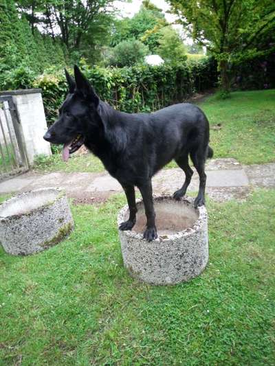 Hundetreffen-Hundefreunde mit netten Menschen-Bild
