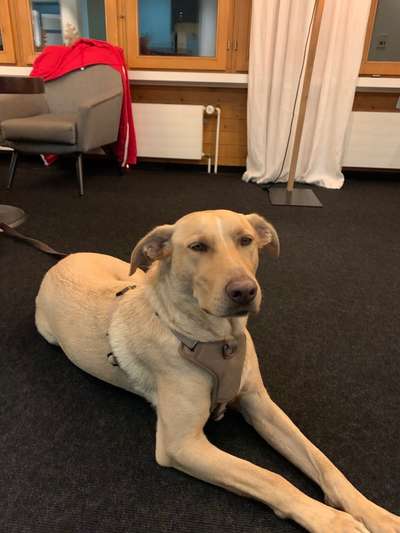 Welche Rasse?-Beitrag-Bild