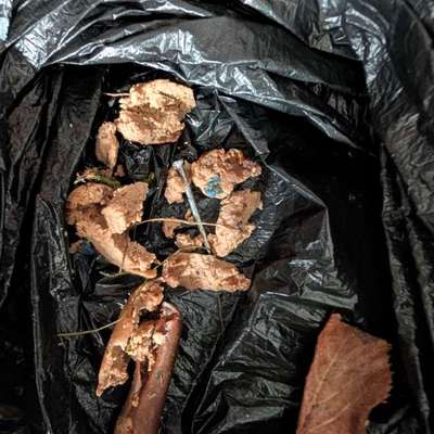 Giftköder-Giftkoder-Bild