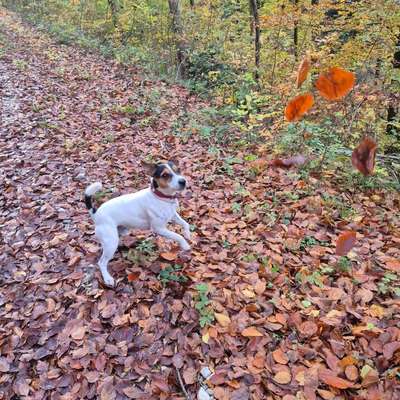 Hundetreffen-Spaziergang/Playdate-Bild