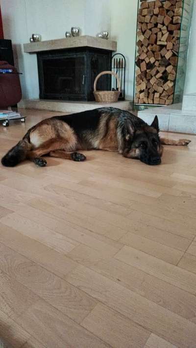 Alles rund um den Schäferhund, diskutieren erwünscht.-Beitrag-Bild