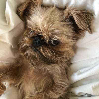 Hundetreffen-Spielen und Spazieren für kleine Hunde-Bild