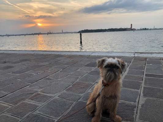 Belgischer Griffon-Beitrag-Bild