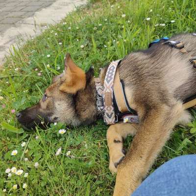 Hundetreffen-Hunde Freunde gesucht: Treffen Quatschen, Üben und spielen-Bild