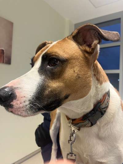 🩸🐾 Blut spenden? Ja. Aber bitte nicht mein Hund.-Beitrag-Bild