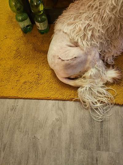 🩸🐾 Blut spenden? Ja. Aber bitte nicht mein Hund.-Beitrag-Bild