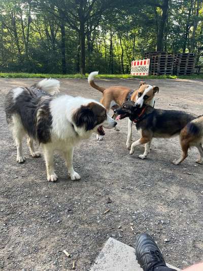 Hundetreffen-Hund Treffen in Nordpark ab 18:00 Uhr-Bild