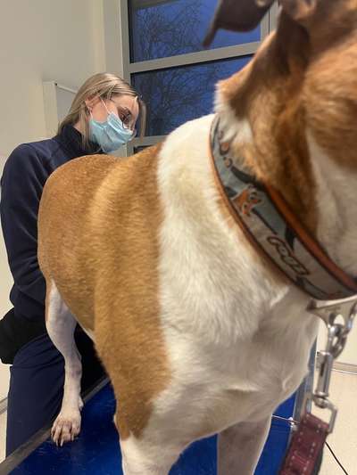 🩸🐾 Blut spenden? Ja. Aber bitte nicht mein Hund.-Beitrag-Bild